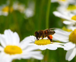 Honey bee worker on flower