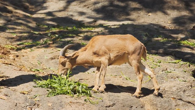 Young Ibex Feeds on Greens