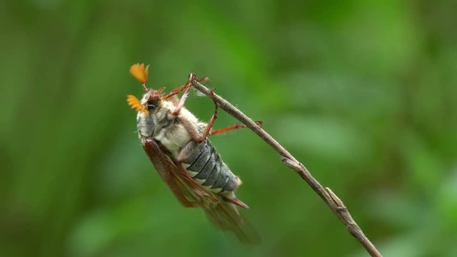 May bug trying to fly 4K