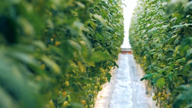 Observing tomatoes coppice in a hothouse from left to the right