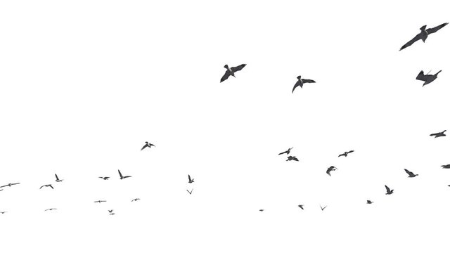 Seagulls flying against white, 4K