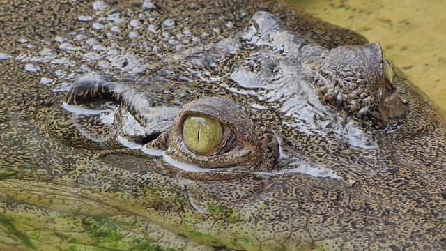 Eyes of Saltwater crocodile (Crocodilus porosus) in nature. Half submerged in water.