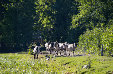 Półdzikie konie Tarpany nad rzeką Biebrzą © JDziedzic