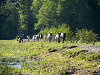 Półdzikie konie Tarpany nad rzeką Biebrzą © JDziedzic