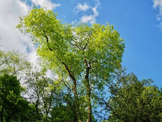 Fototapeta premium Ash Tree