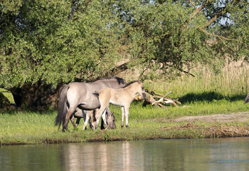 Półdzikie konie Tarpany nad rzeką Biebrzą © JDziedzic