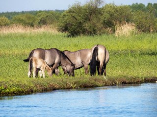 Półdzikie konie Tarpany nad rzeką Biebrzą © JDziedzic