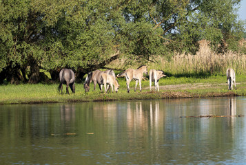 Półdzikie konie Tarpany nad rzeką Biebrzą © JDziedzic