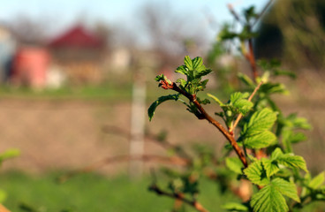 young raspberry leaves on a branch