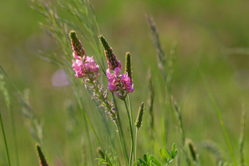 Meadow flowers on a sunny summer day