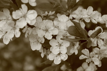 Obrazy na Szkle  Kwiaty wiśni. Obrazy w odcieniach sepii.