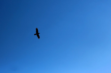 the silhouette of a black crow against the blue sky,Soaring movement