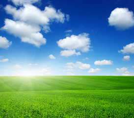 Obraz premium Green field and sun.
