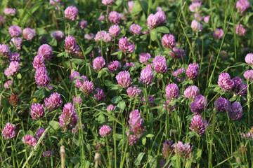 Naklejka premium Clover Field / Clover Flowering