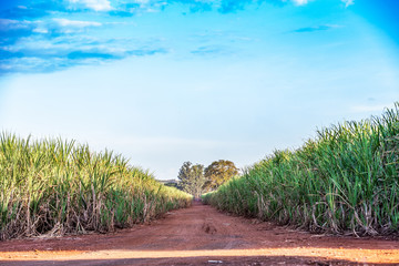 Sugar cane plantation at brazil's coutryside
