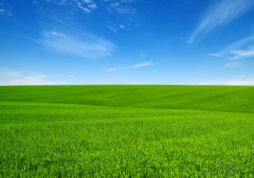 Green grass field