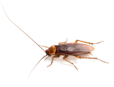 Close up of single cockroach.
