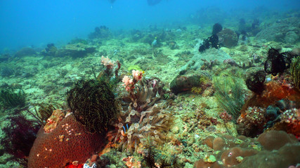Beautiful soft coral in tropical sea. Wonderful and beautiful underwater world with corals. Philippines, Mindoro.