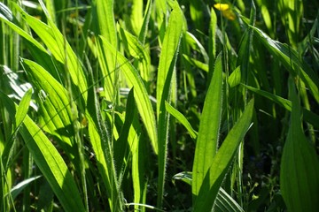 Spitzwegerich im Mai