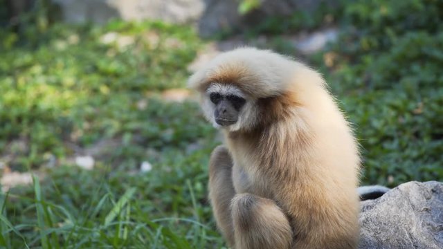 Adorable Lar Gibbon in Extreme Zoom