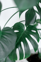 Leaves of the Monstera plant. ceriman