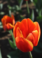 Orange tulip