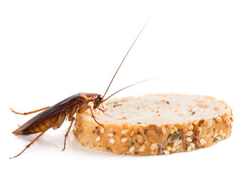 Close up of cockroach on a slice of bread
