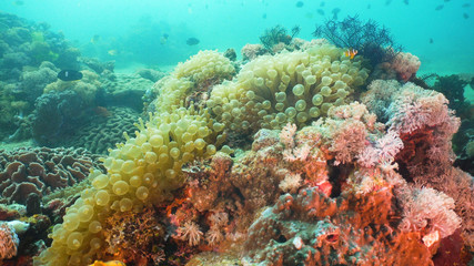Naklejka na ściany i meble Tropical fish on coral reef at diving. Wonderful and beautiful underwater world with corals and tropical fish. Hard and soft corals. Philippines, Mindoro.