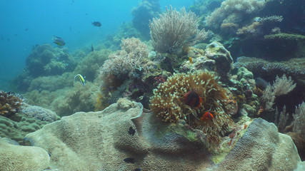 Naklejka na ściany i meble Clown Anemonefish in actinia on coral reef. Amphiprion percula. Mindoro. Underwater coral garden with anemone and clownfish. Philippines