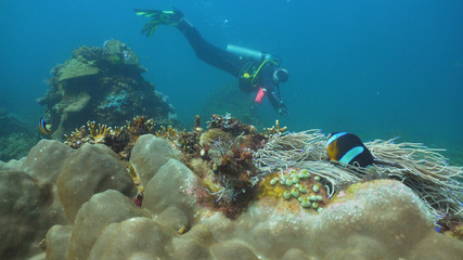 Naklejka na ściany i meble Scuba diver explores underwater coral reef and watching the fish.Scuba diver underwater in a tropical sea.Tropical fish on a coral reef. Diving and snorkeling in the tropical sea. Philippines, Mindoro