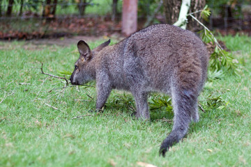 Naklejka na ściany i meble Wallaby small kangaroo in the garden