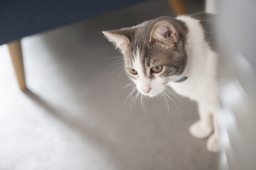 Chat tigré et blanc