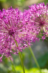 Bl&uuml;hender Sternkugel-Lauch