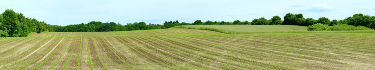 Fototapeta na wymiar Maisfeld - Junge Pflanzen - Panorama