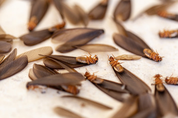 Study of Insect in laboratory.