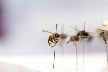 Study of Insect in laboratory.