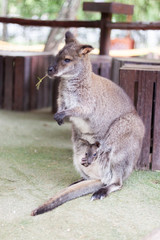Wallaby small kangaroo in the garden