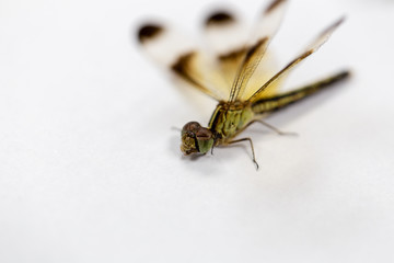 Study of Insect in laboratory.