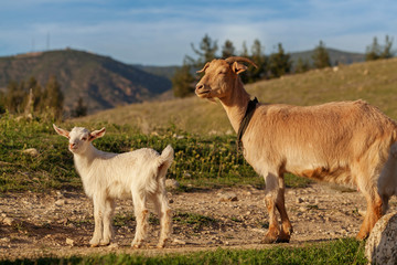 Fototapeta premium Mother goat and her kid