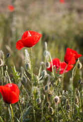 Poppy field close up