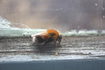 bumblebee on the window