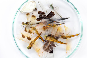 Study of Insect in laboratory.