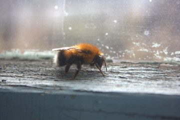 bumblebee on the window
