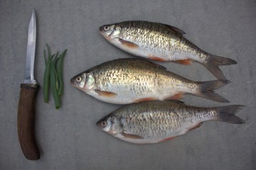 fish crucian