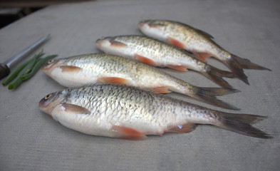 fish crucian
