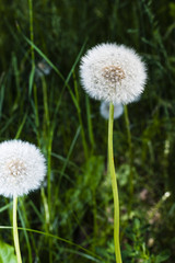 Löwenzahn im Sommer, Pusteblume in voller Pracht, Löwenzahnsamen