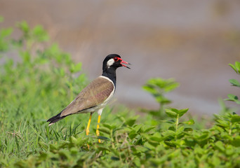 red-wattled lapwing (Vanellus indicus) of in Thailand.