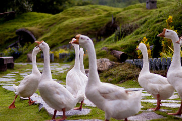 White goose On the stone walkway in the garden.