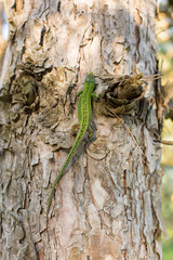 Green lizard on a tree close up