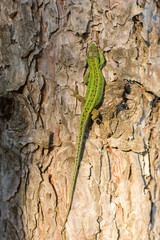 Green lizard on a tree close up